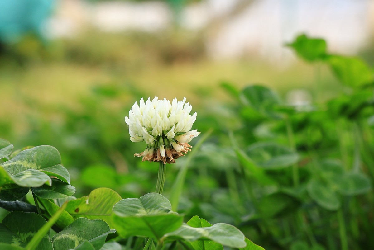 佳能rf28-70 2.8 傻逼绰绰的，八千多买了这个镜头，照片除了裁剪，原片直传