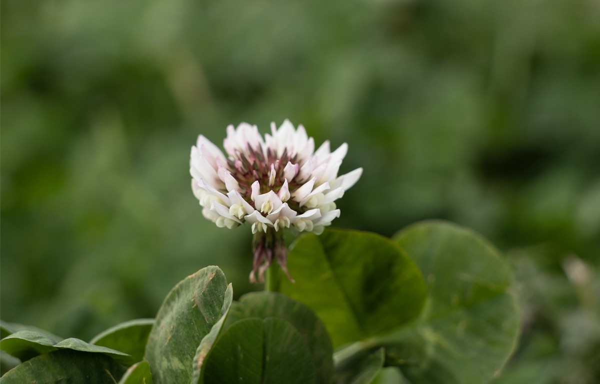 佳能rf28-70 2.8 傻逼绰绰的，八千多买了这个镜头，照片除了裁剪，原片直传