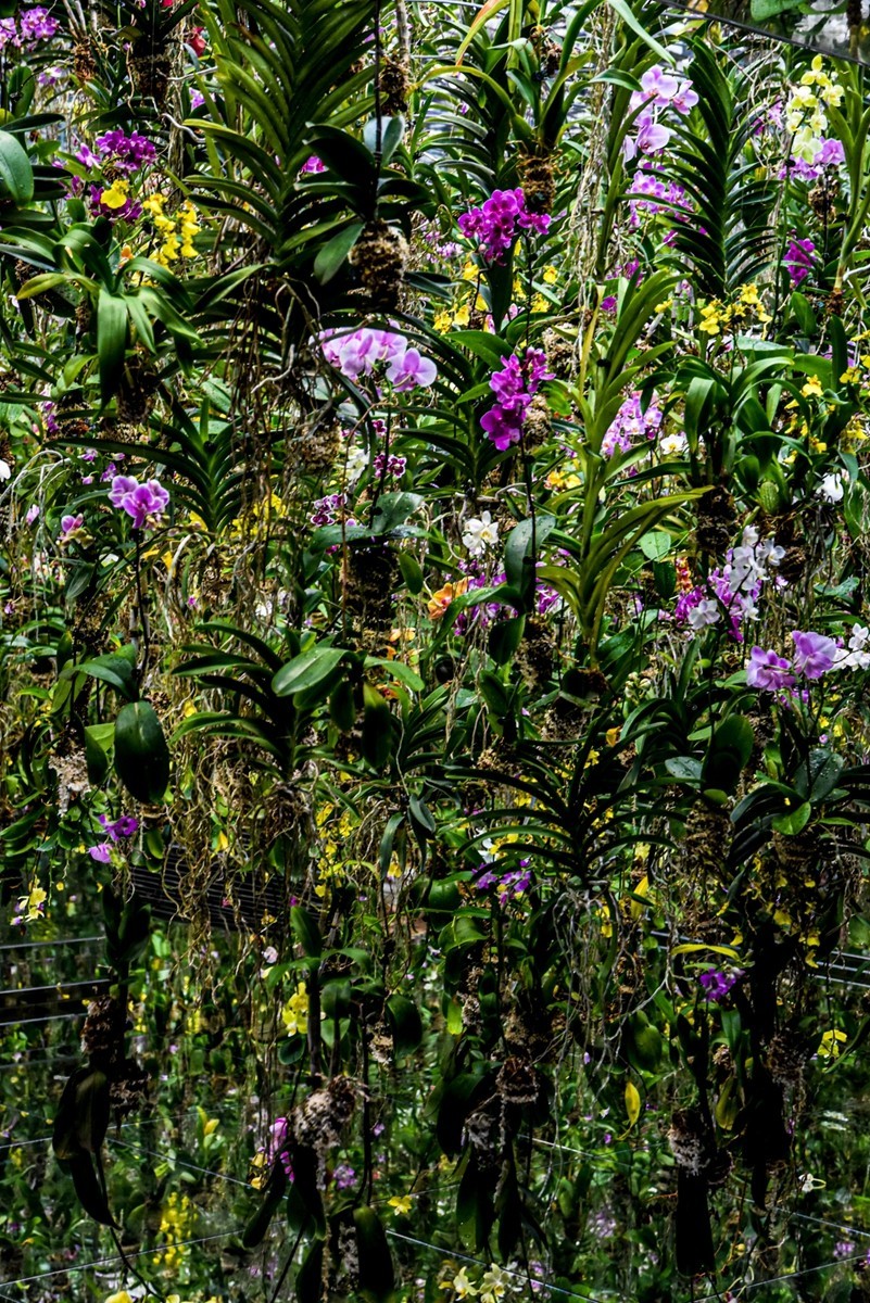 人在“浅草-秋叶原”（日本）