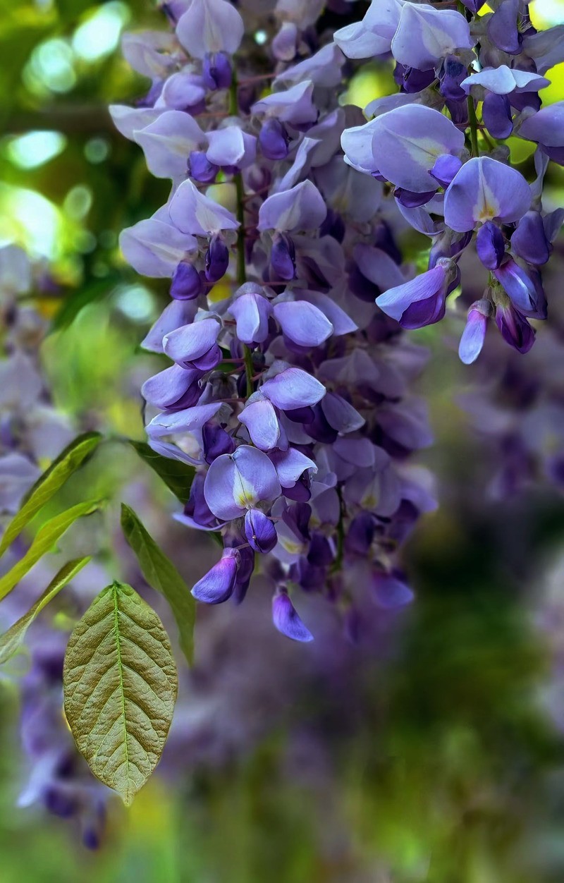 4月紫藤