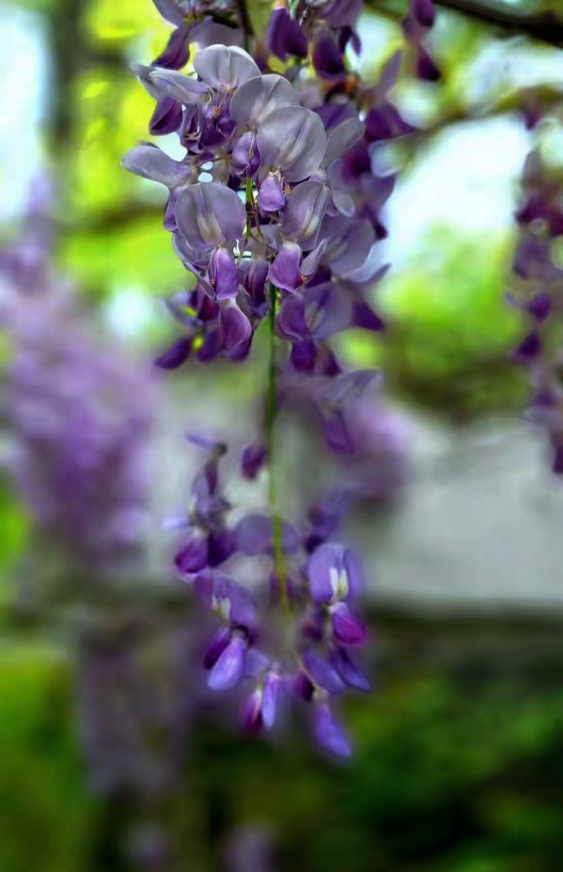 4月紫藤