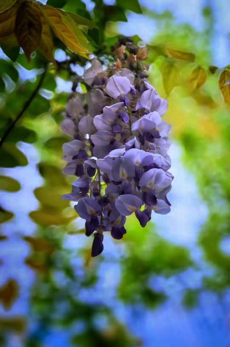 4月紫藤