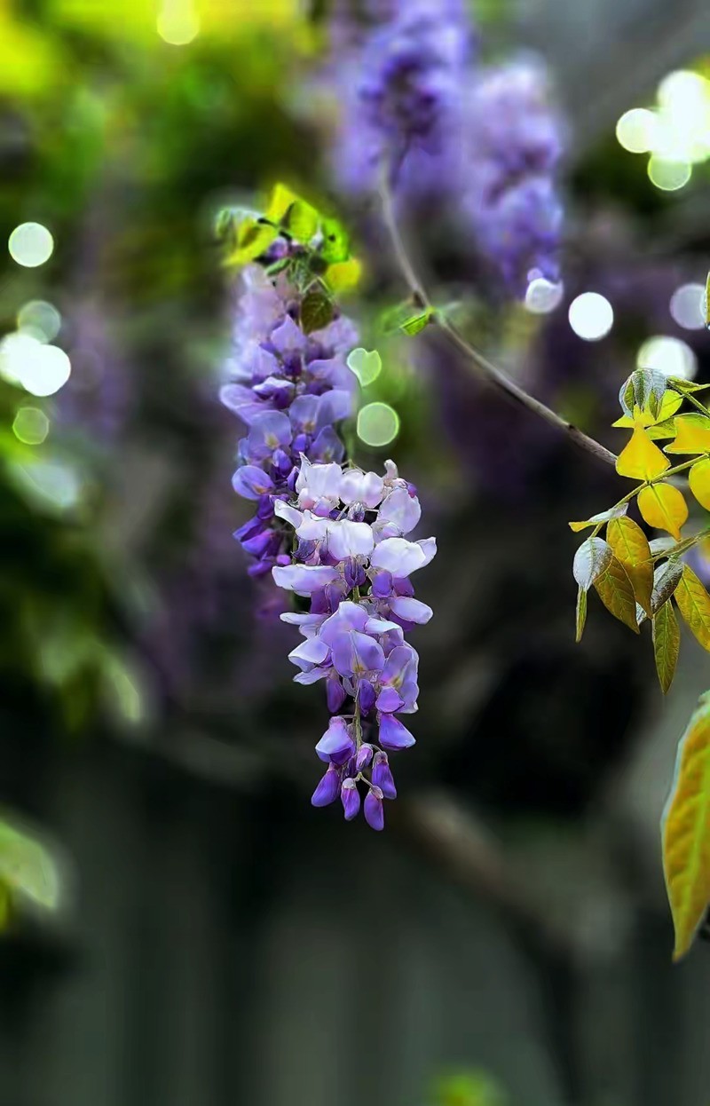 4月紫藤