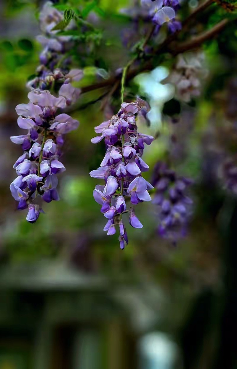 4月紫藤