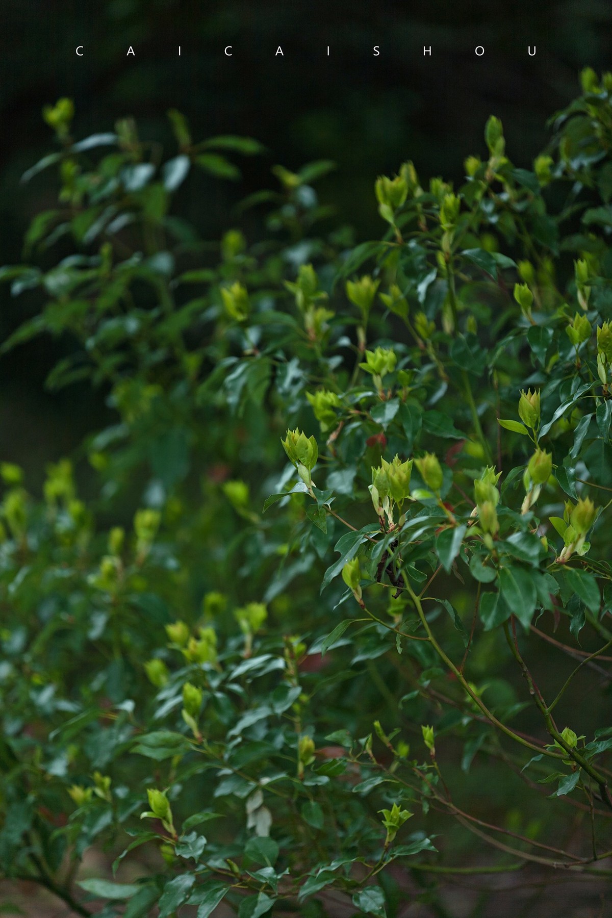 【菜々手摄影】雨后的下午