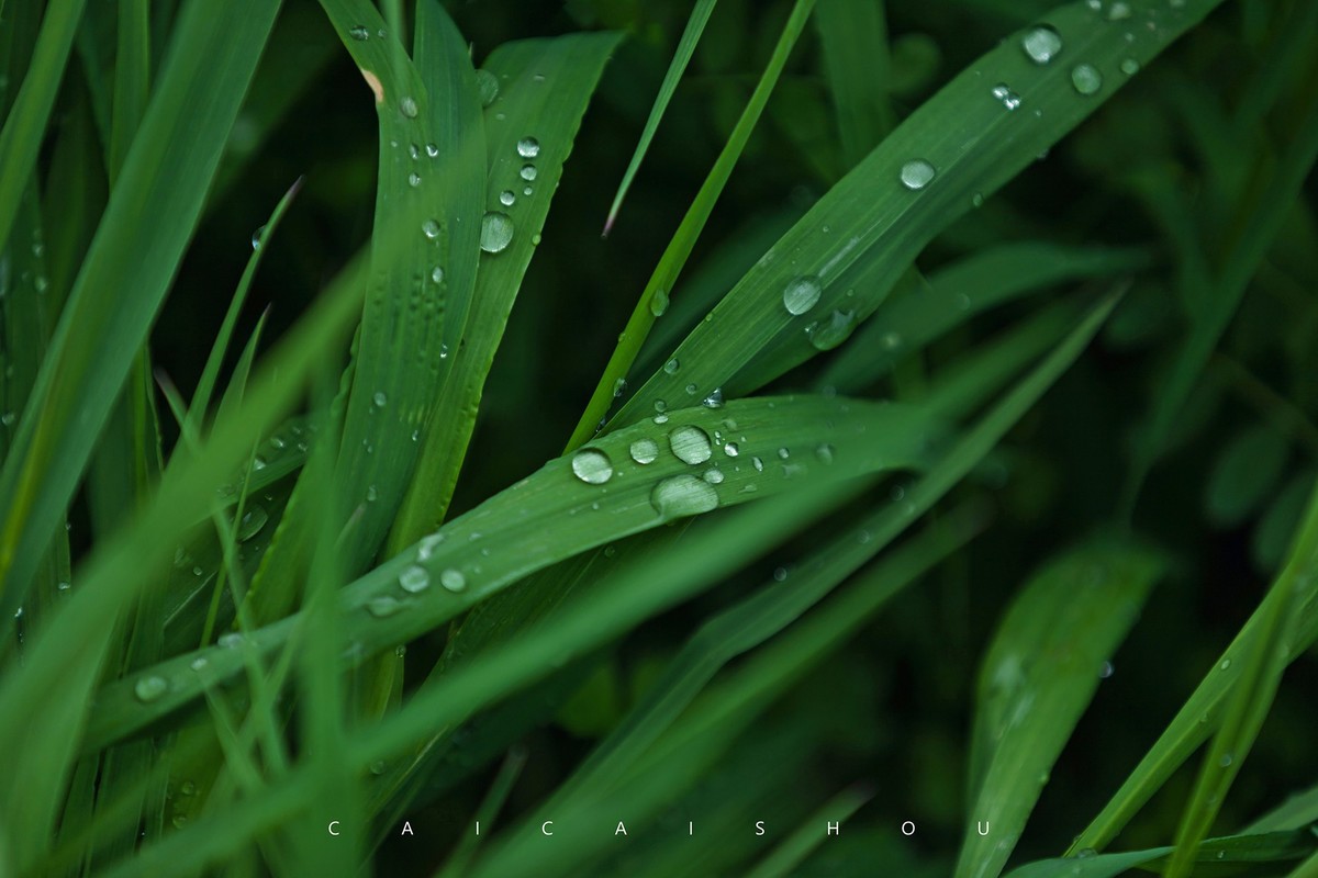 【菜々手摄影】雨后的下午