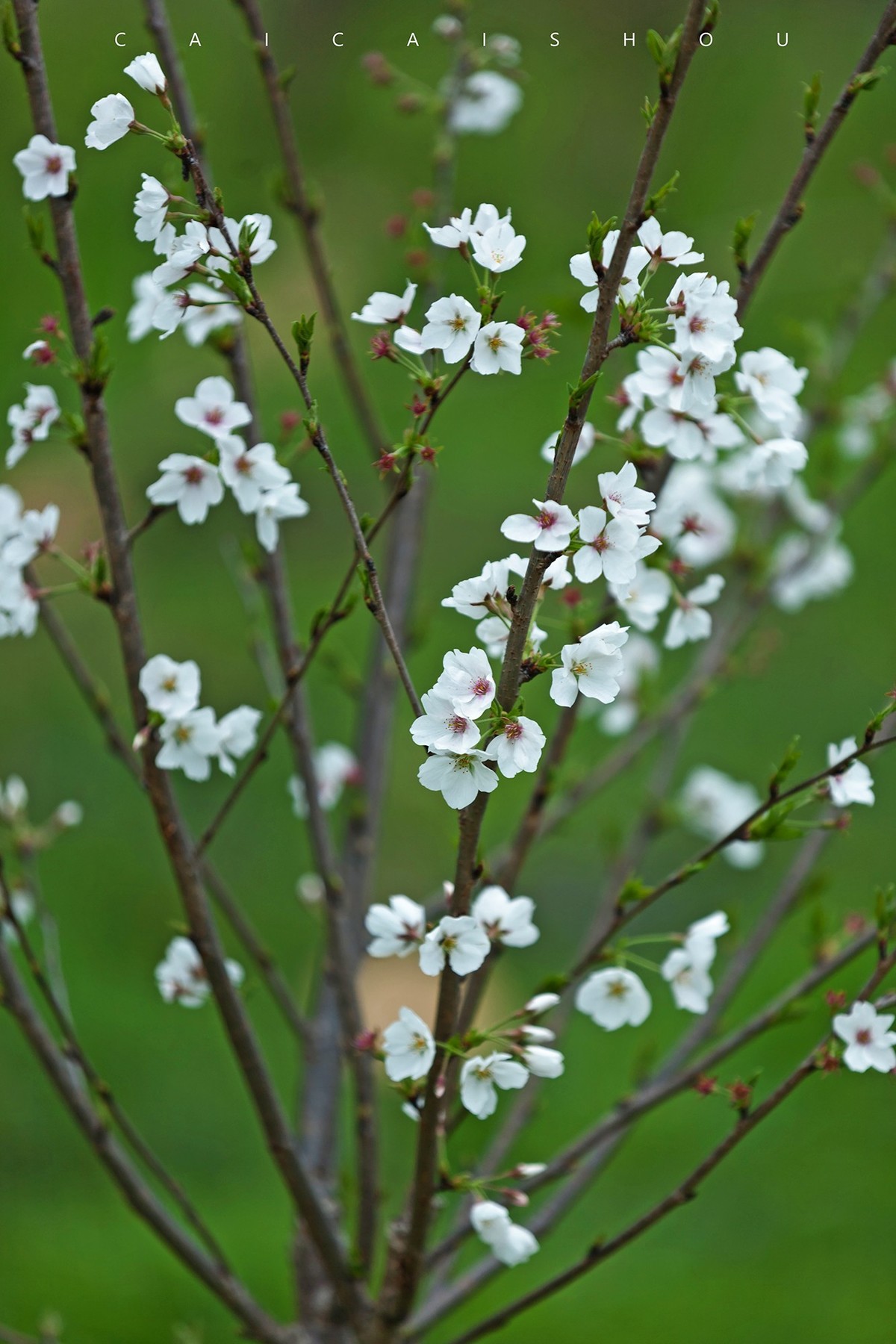 【菜々手摄影】雨后的下午