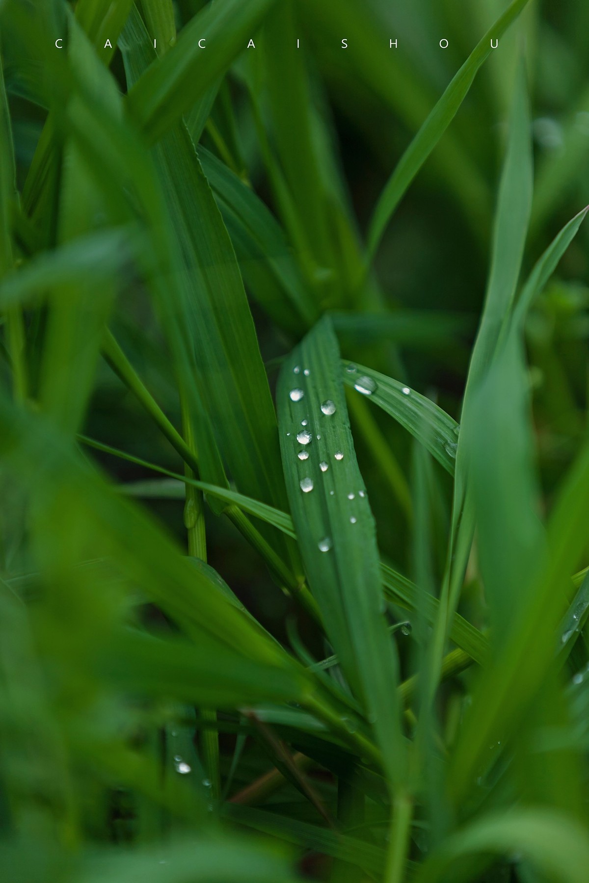 【菜々手摄影】雨后的下午