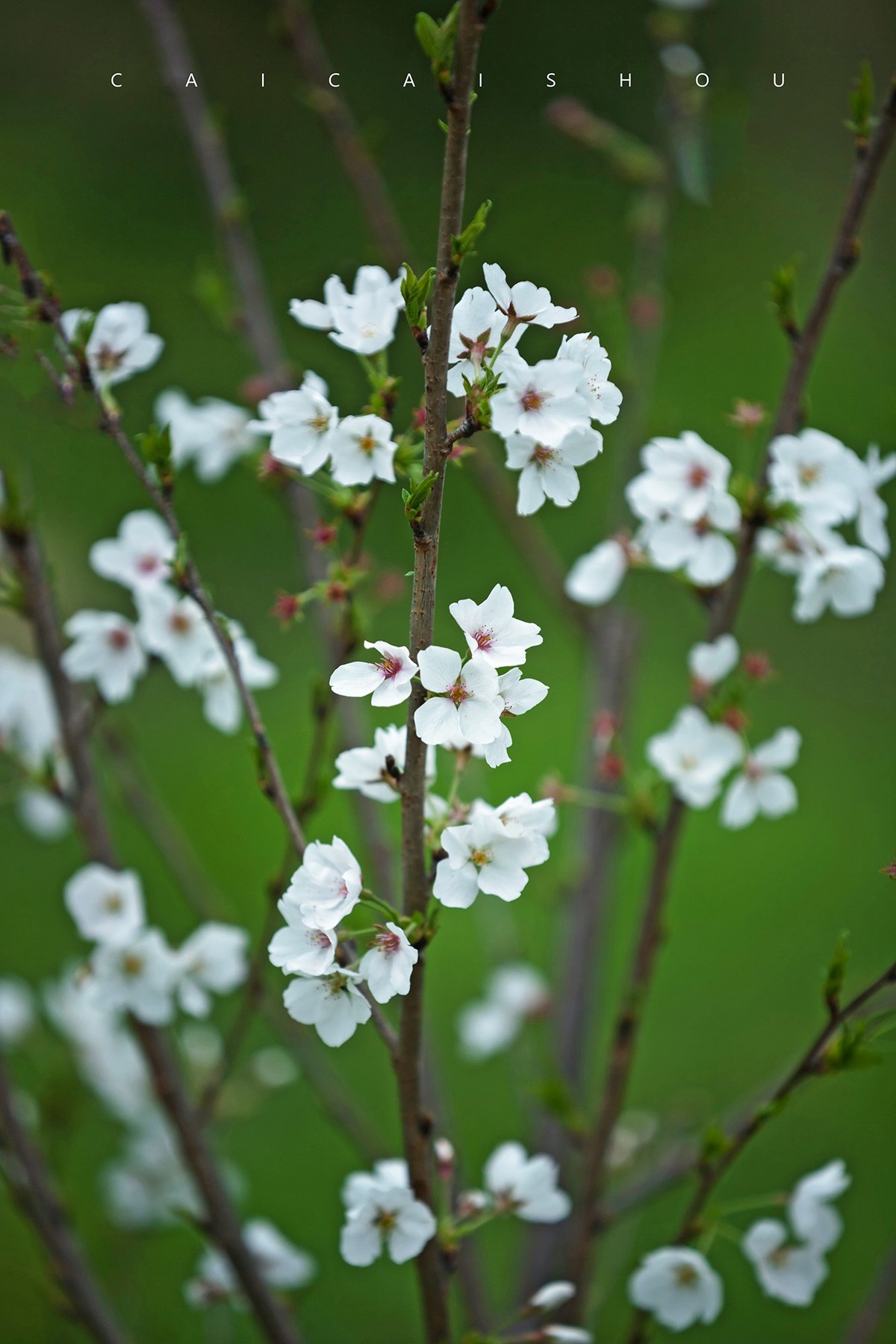 【菜々手摄影】雨后的下午