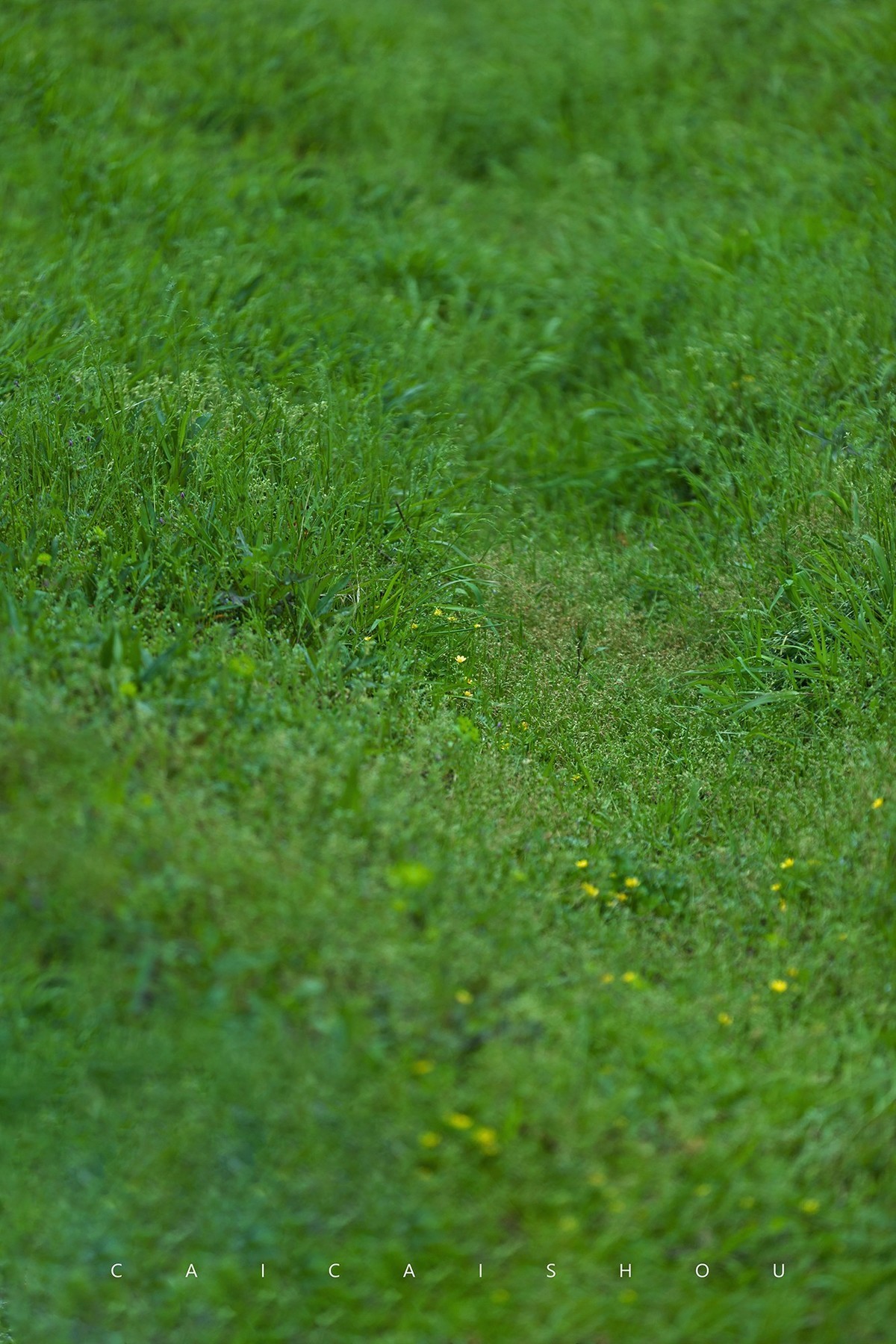 【菜々手摄影】雨后的下午