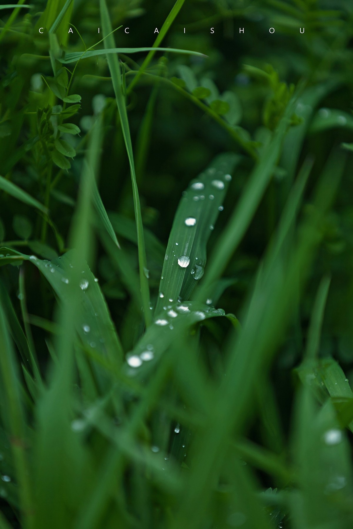 【菜々手摄影】雨后的下午