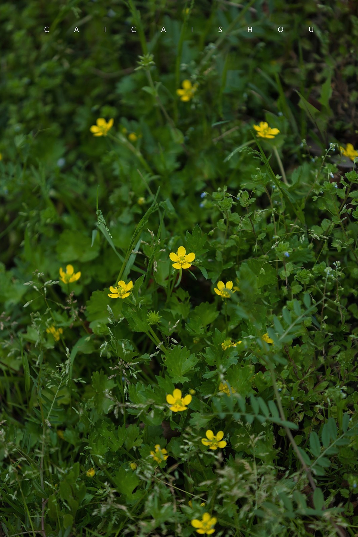 【菜々手摄影】雨后的下午