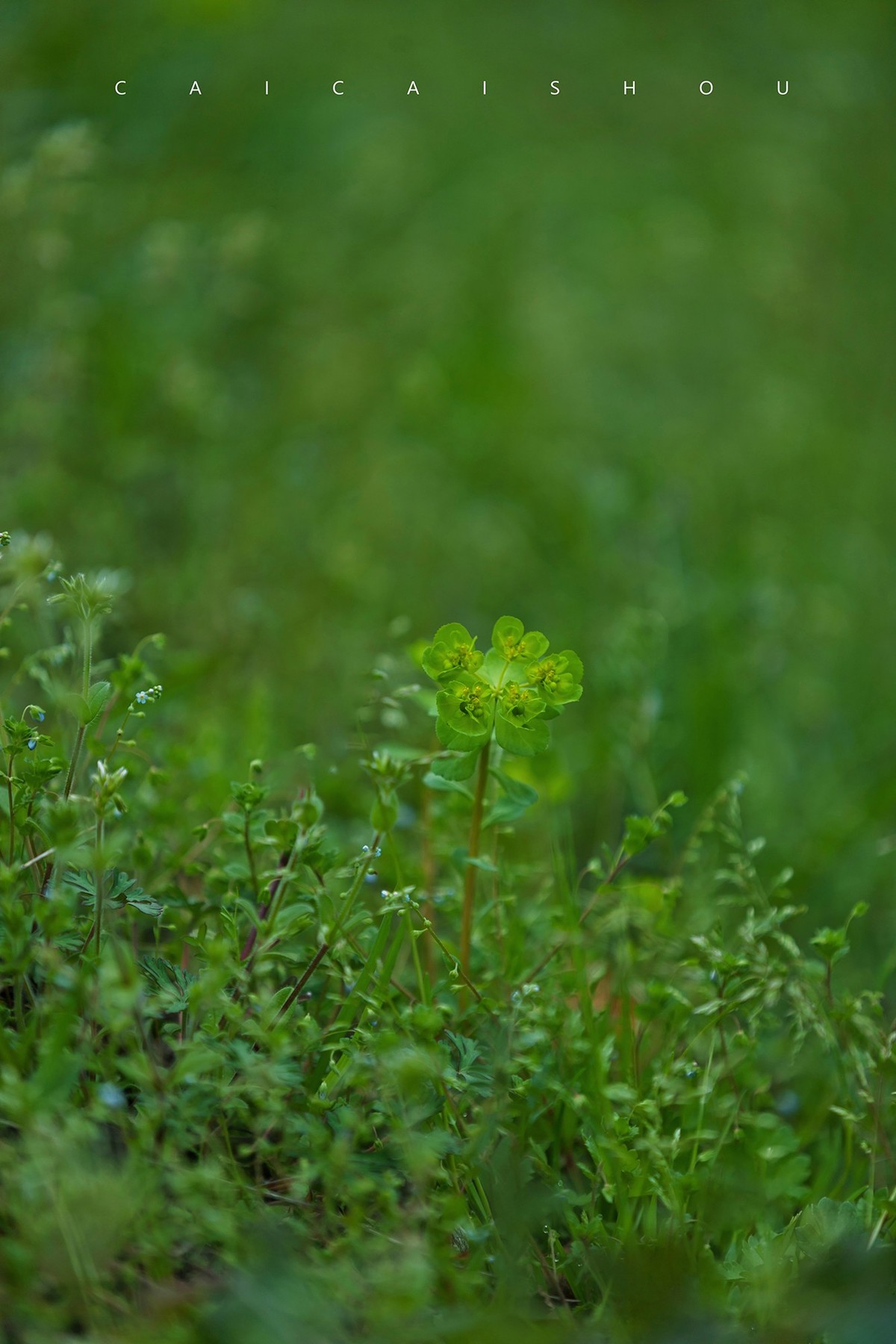 【菜々手摄影】雨后的下午