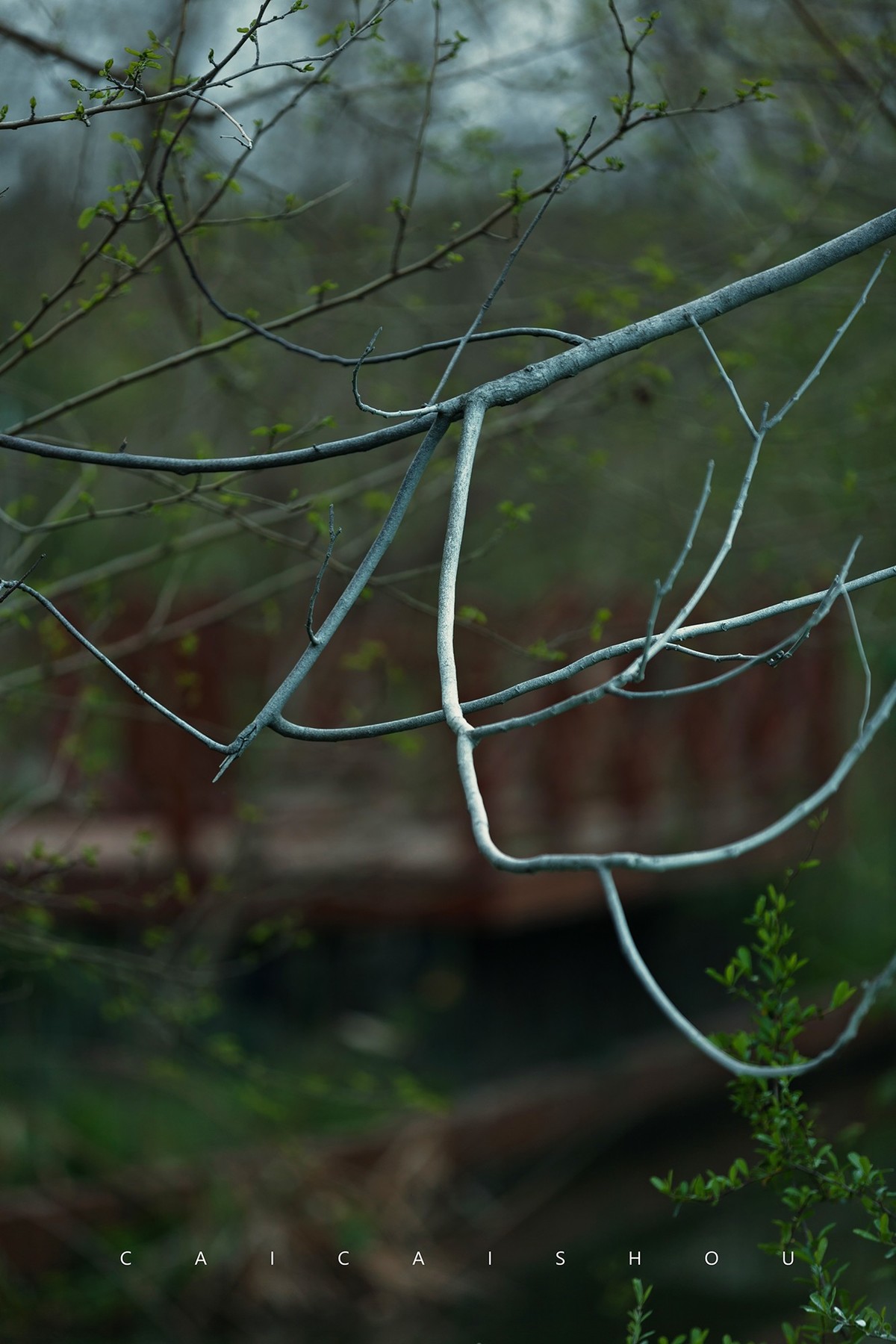 【菜々手摄影】雨后的下午
