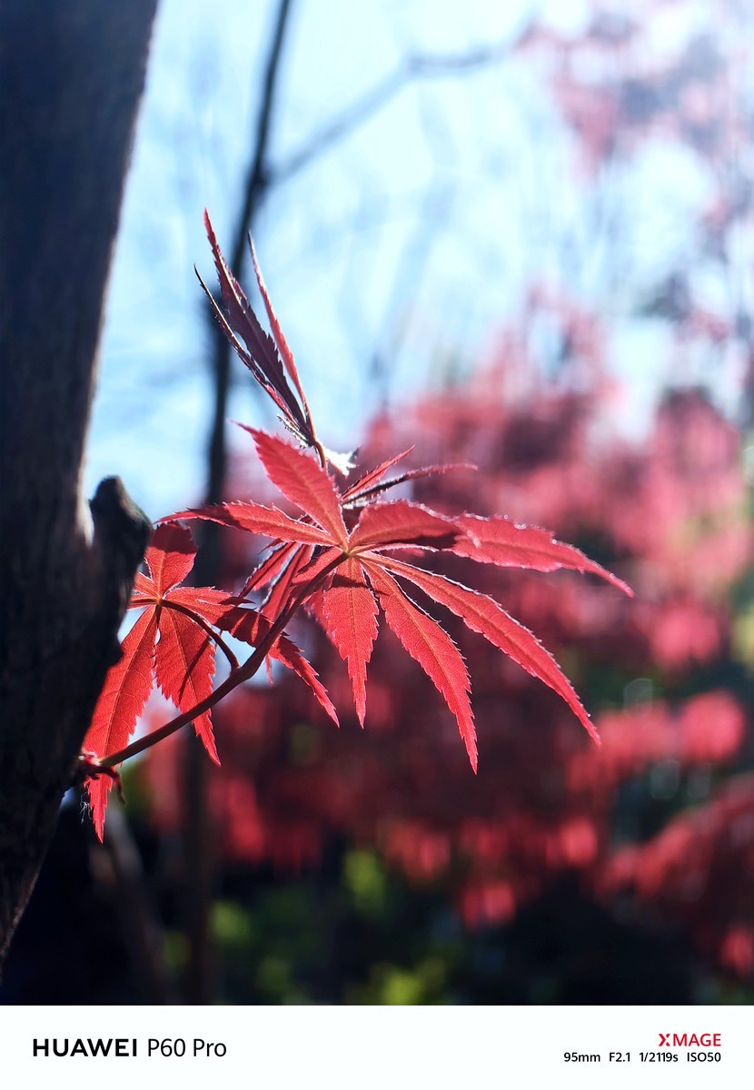 合肥龙湖天玺小区随拍