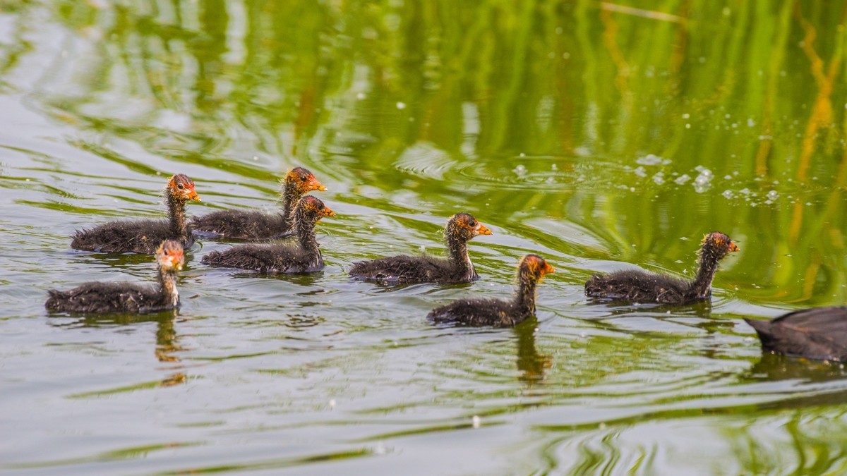 24 年 春 ------ 湿 地 精 灵 （ 八 ）