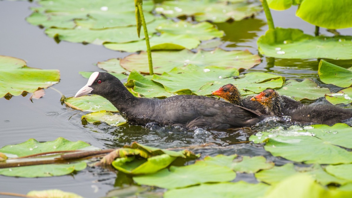 24 年 春 ------ 湿 地 精 灵 （ 八 ）