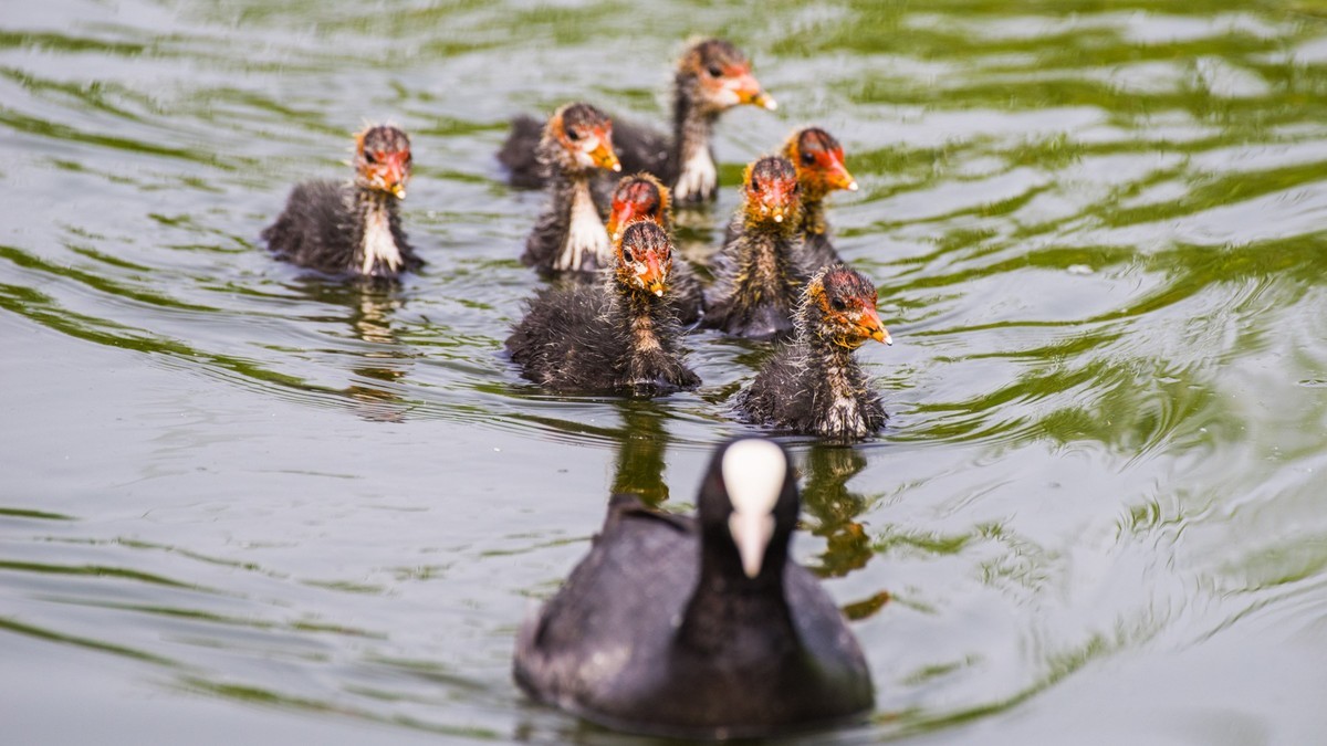 24 年 春 ------ 湿 地 精 灵 （ 八 ）