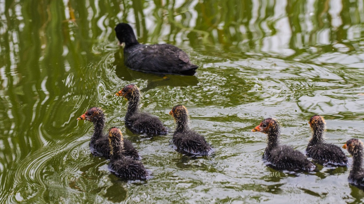 24 年 春 ------ 湿 地 精 灵 （ 八 ）
