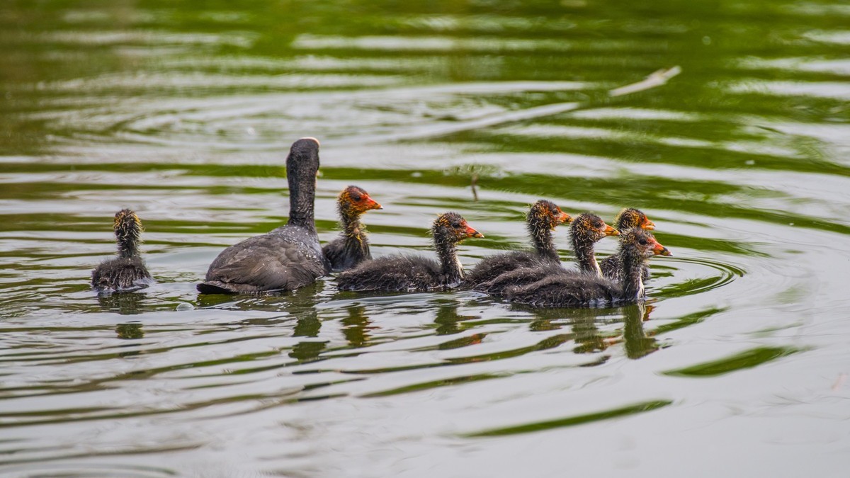 24 年 春 ------ 湿 地 精 灵 （ 八 ）