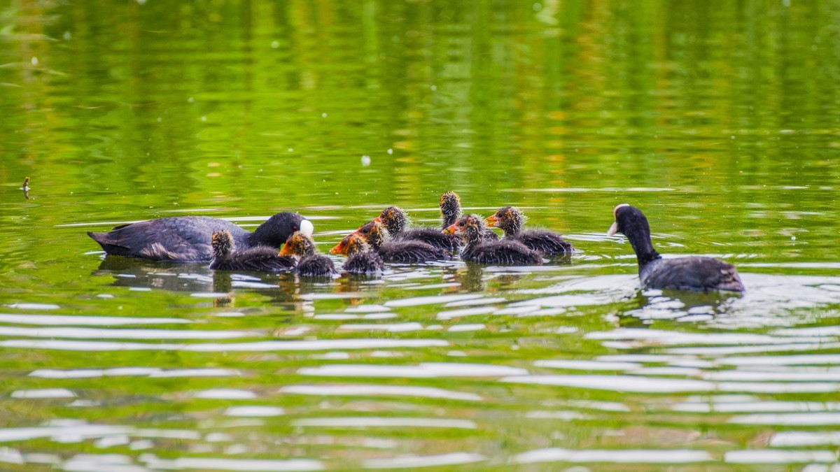 24 年 春 ------ 湿 地 精 灵 （ 八 ）
