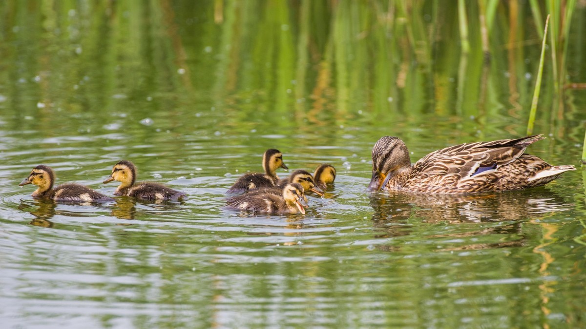 24 年 春 ------ 湿 地 精 灵 （ 八 ）
