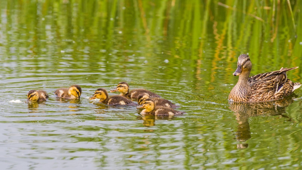 24 年 春 ------ 湿 地 精 灵 （ 八 ）