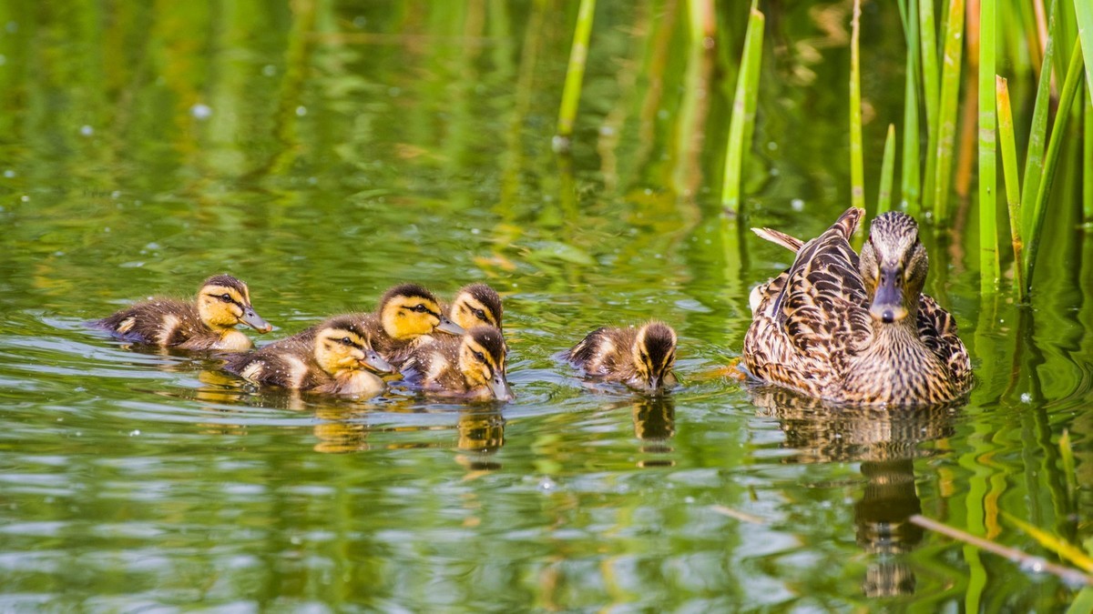 24 年 春 ------ 湿 地 精 灵 （ 八 ）
