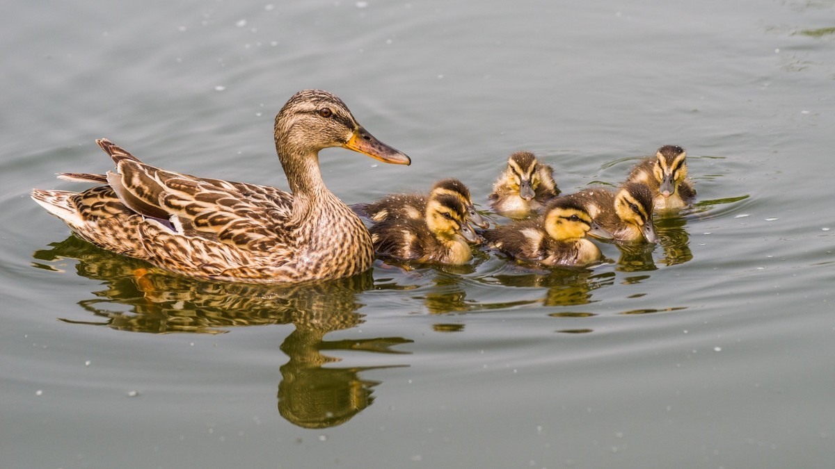 24 年 春 ------ 湿 地 精 灵 （ 八 ）