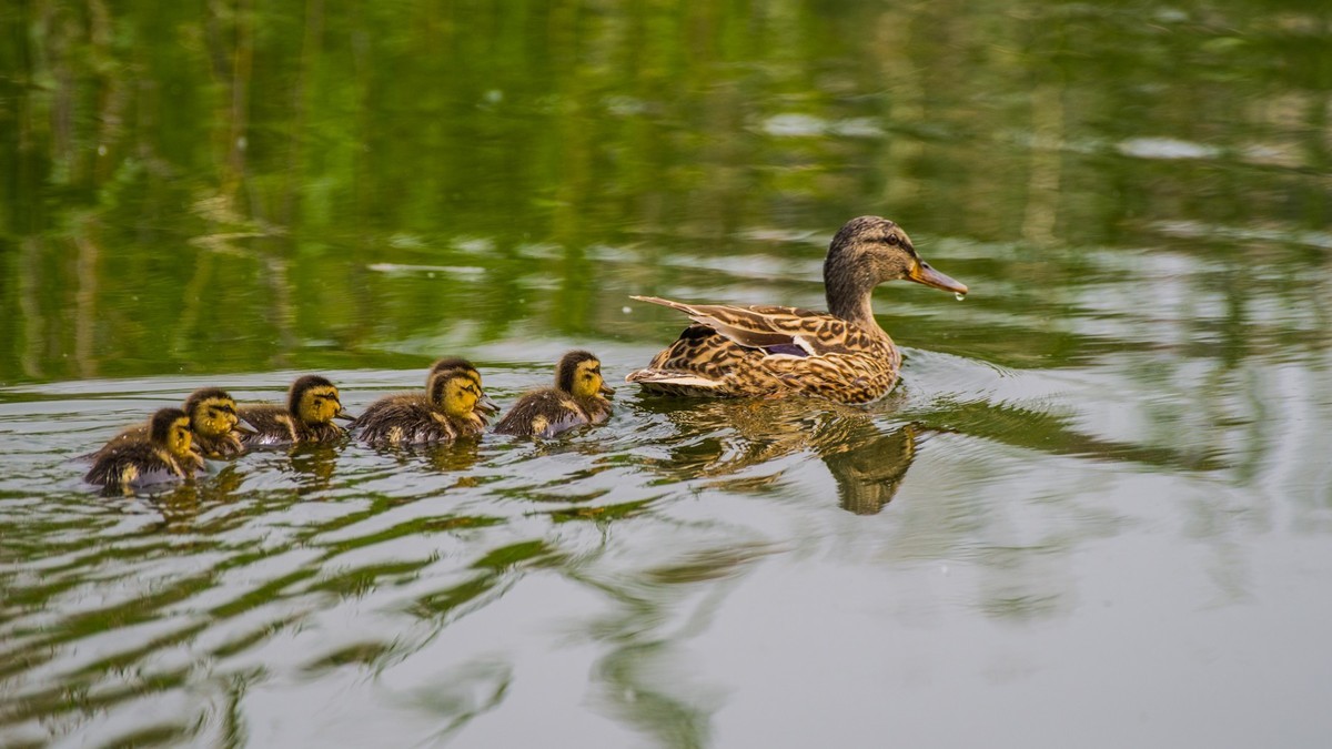 24 年 春 ------ 湿 地 精 灵 （ 八 ）