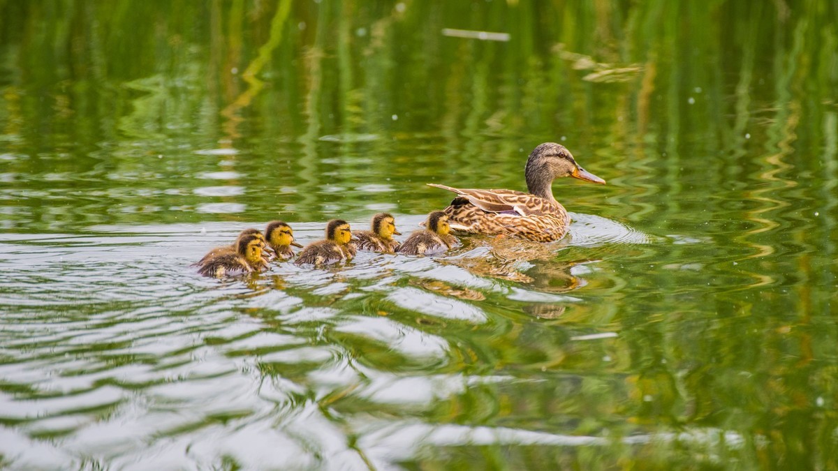 24 年 春 ------ 湿 地 精 灵 （ 八 ）