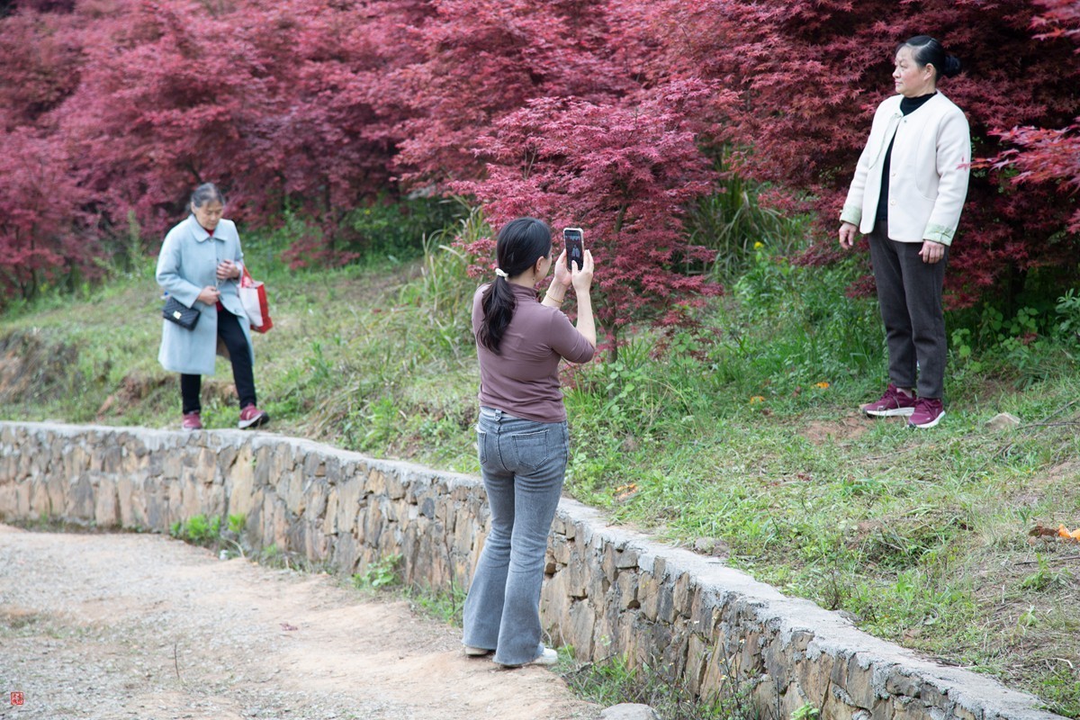 八塘黄金谷（11）