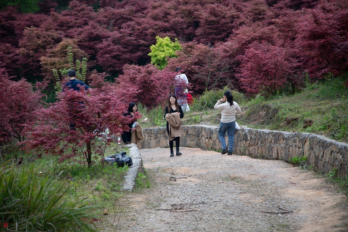 八塘黄金谷（11）