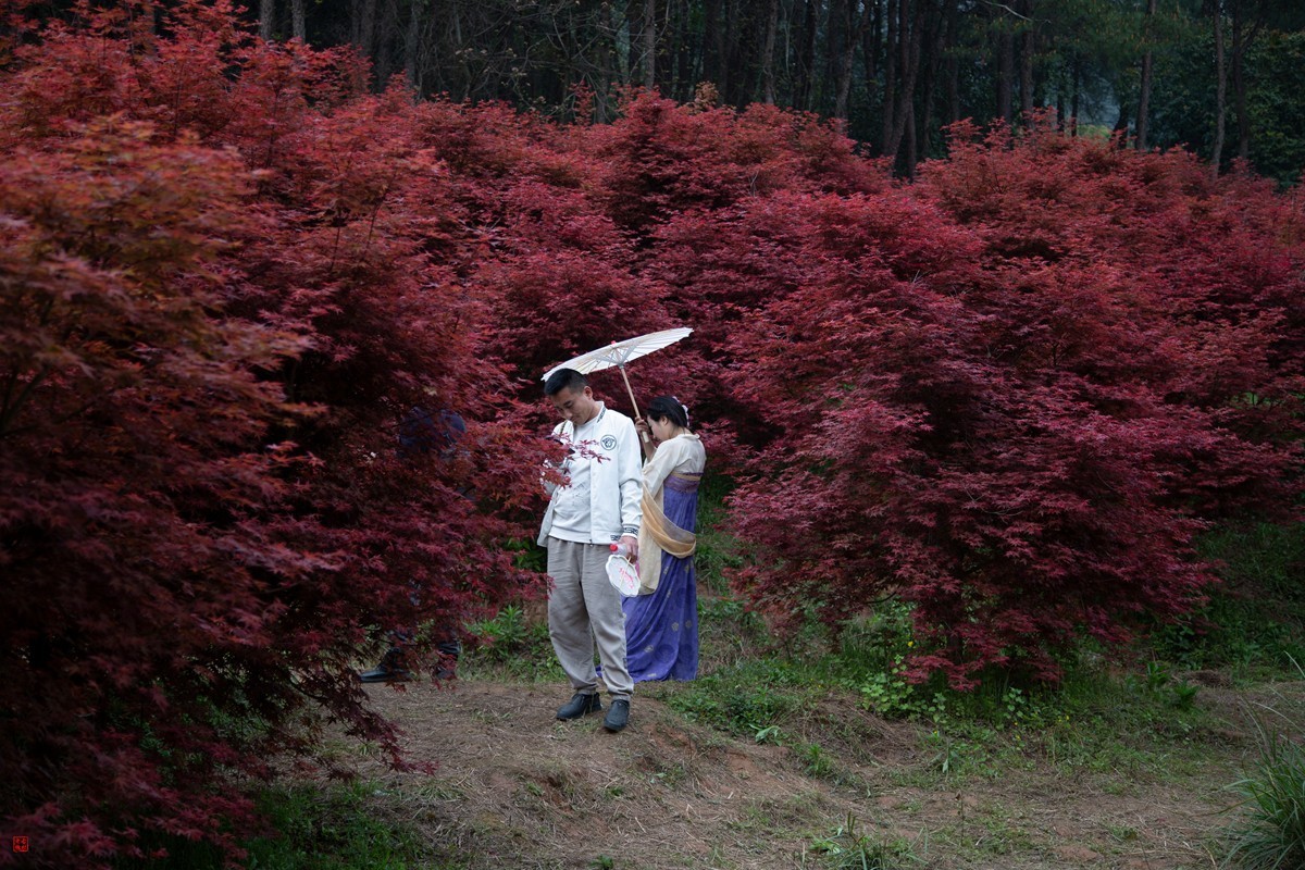 八塘黄金谷（11）