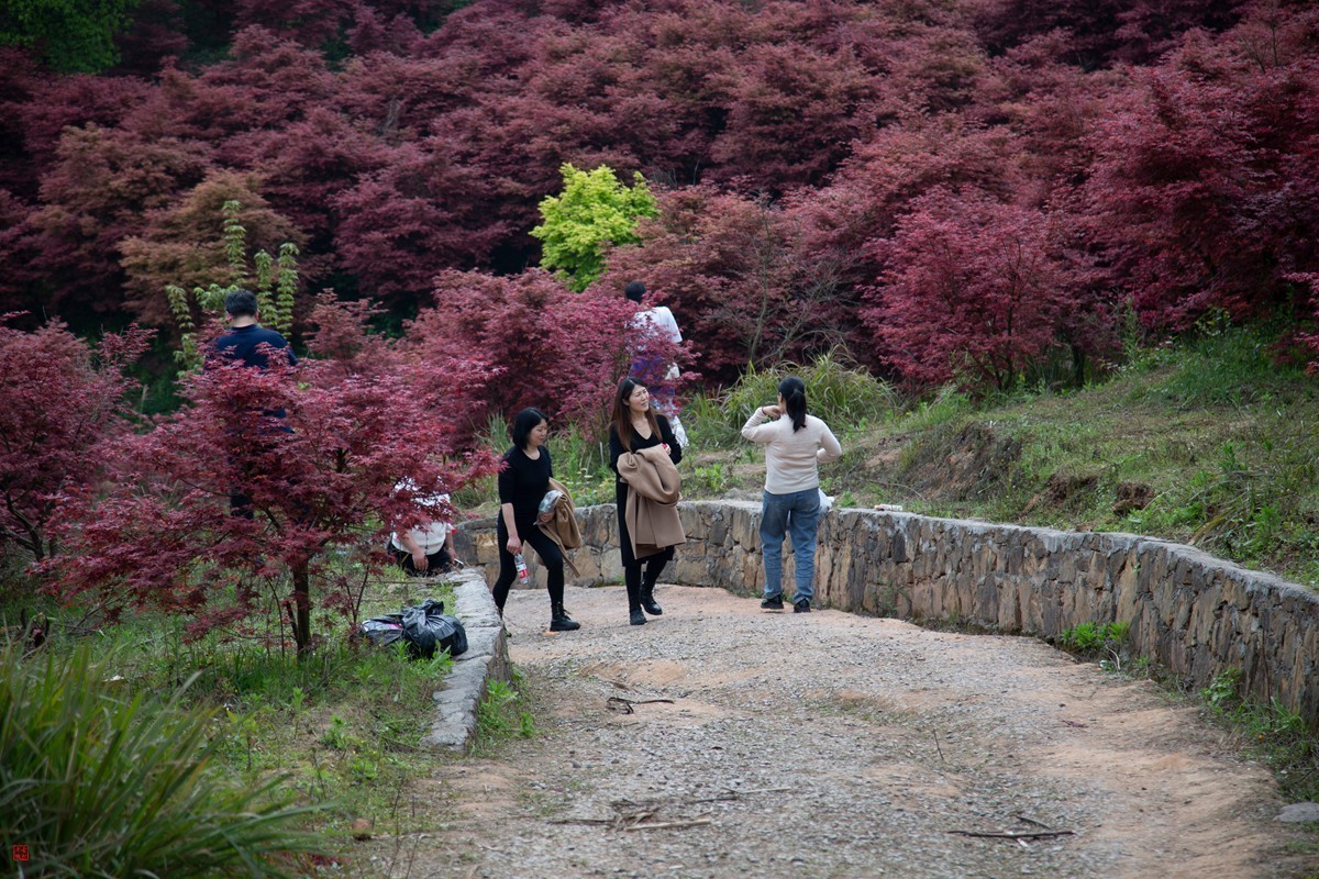 八塘黄金谷（11）