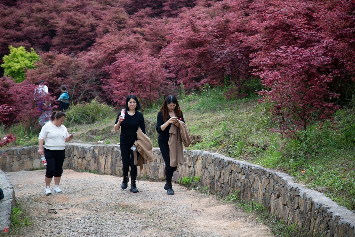 八塘黄金谷（11）