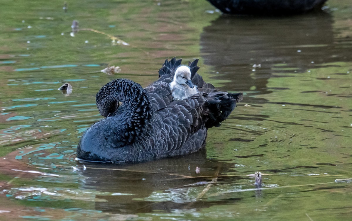 黑天鹅的一家子（十）