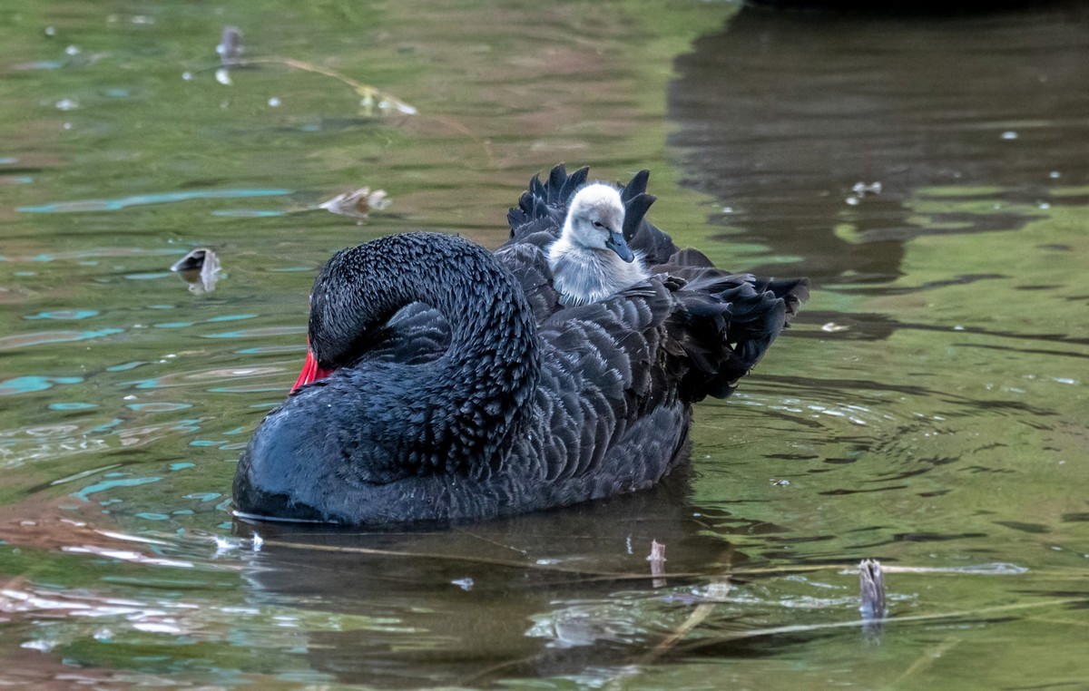 黑天鹅的一家子（十）