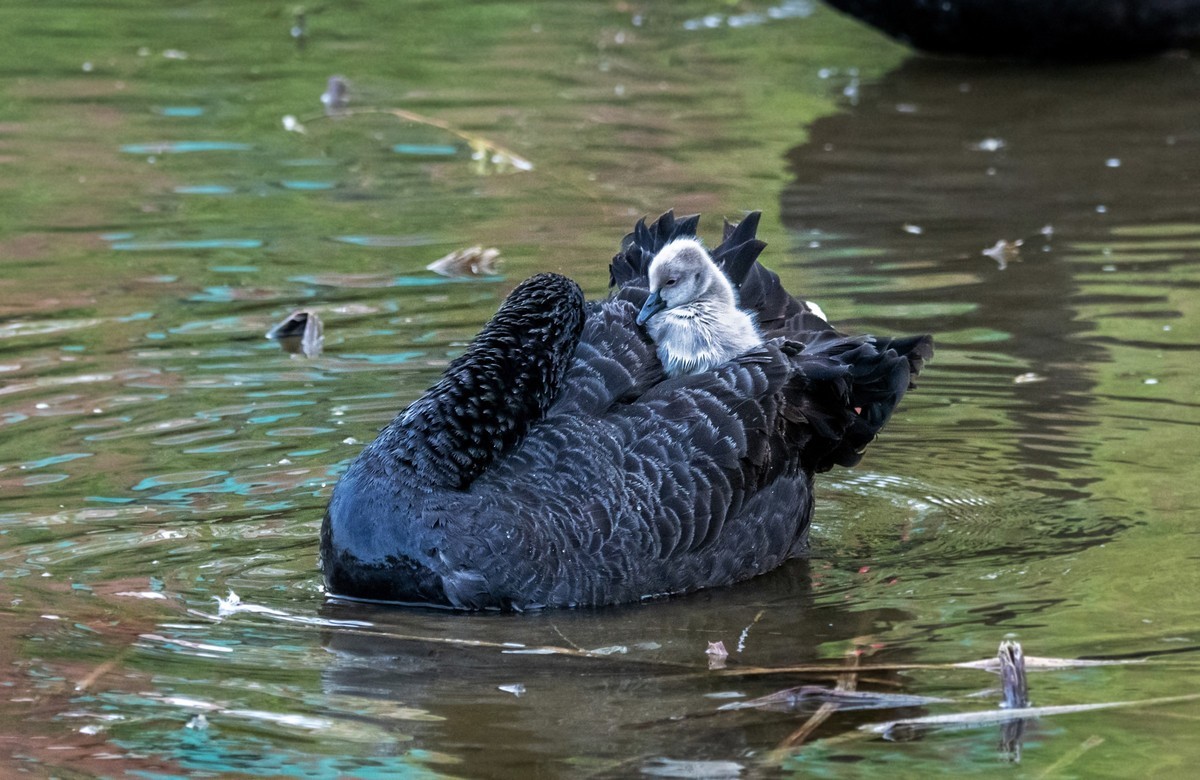 黑天鹅的一家子（十）