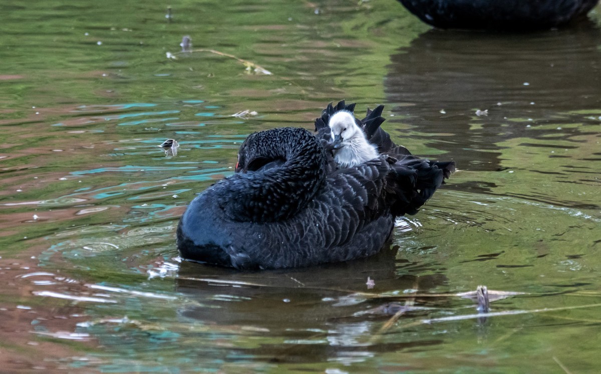 黑天鹅的一家子（十）