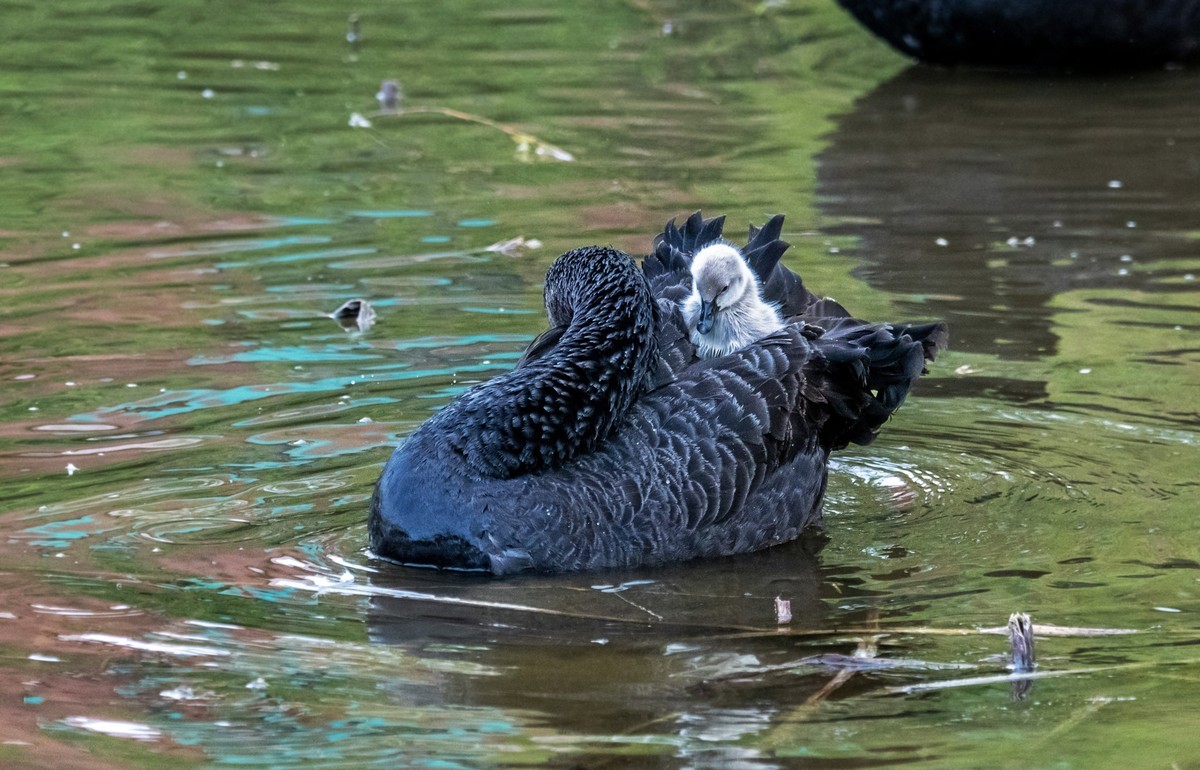 黑天鹅的一家子（十）