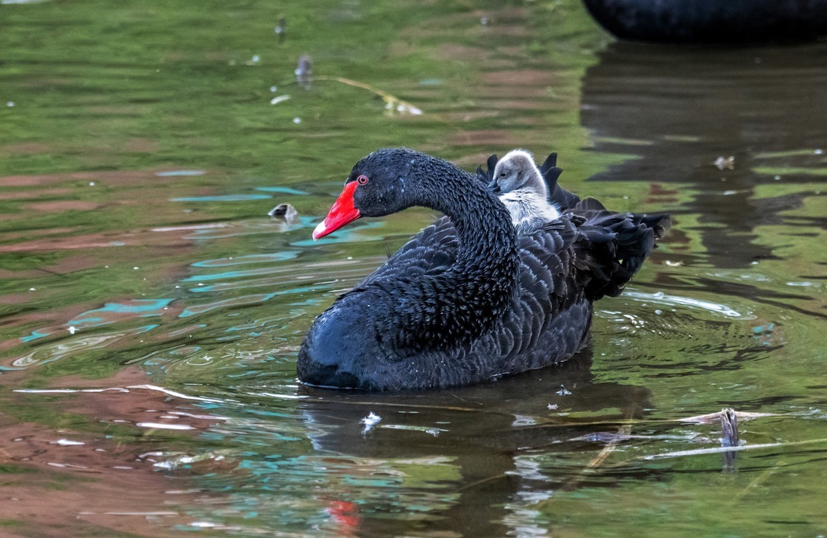 黑天鹅的一家子（十）