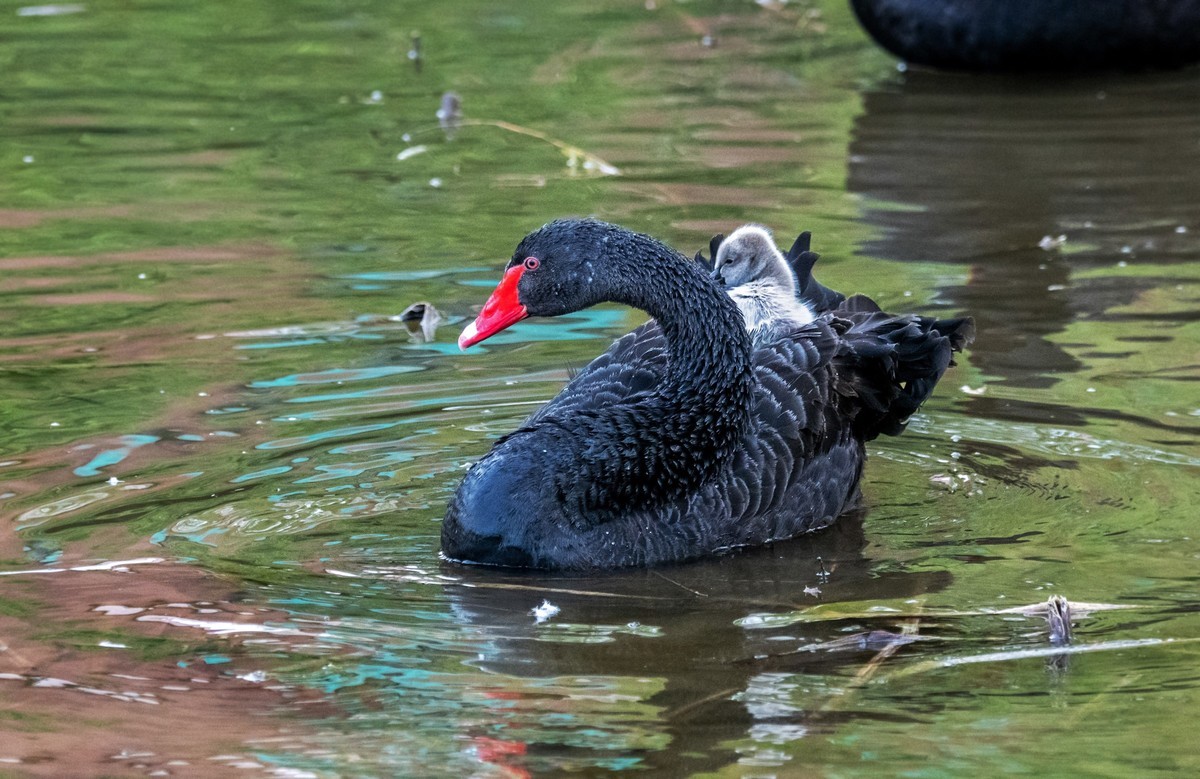 黑天鹅的一家子（十）