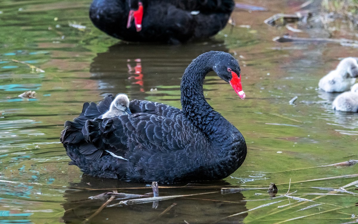 黑天鹅的一家子（十）