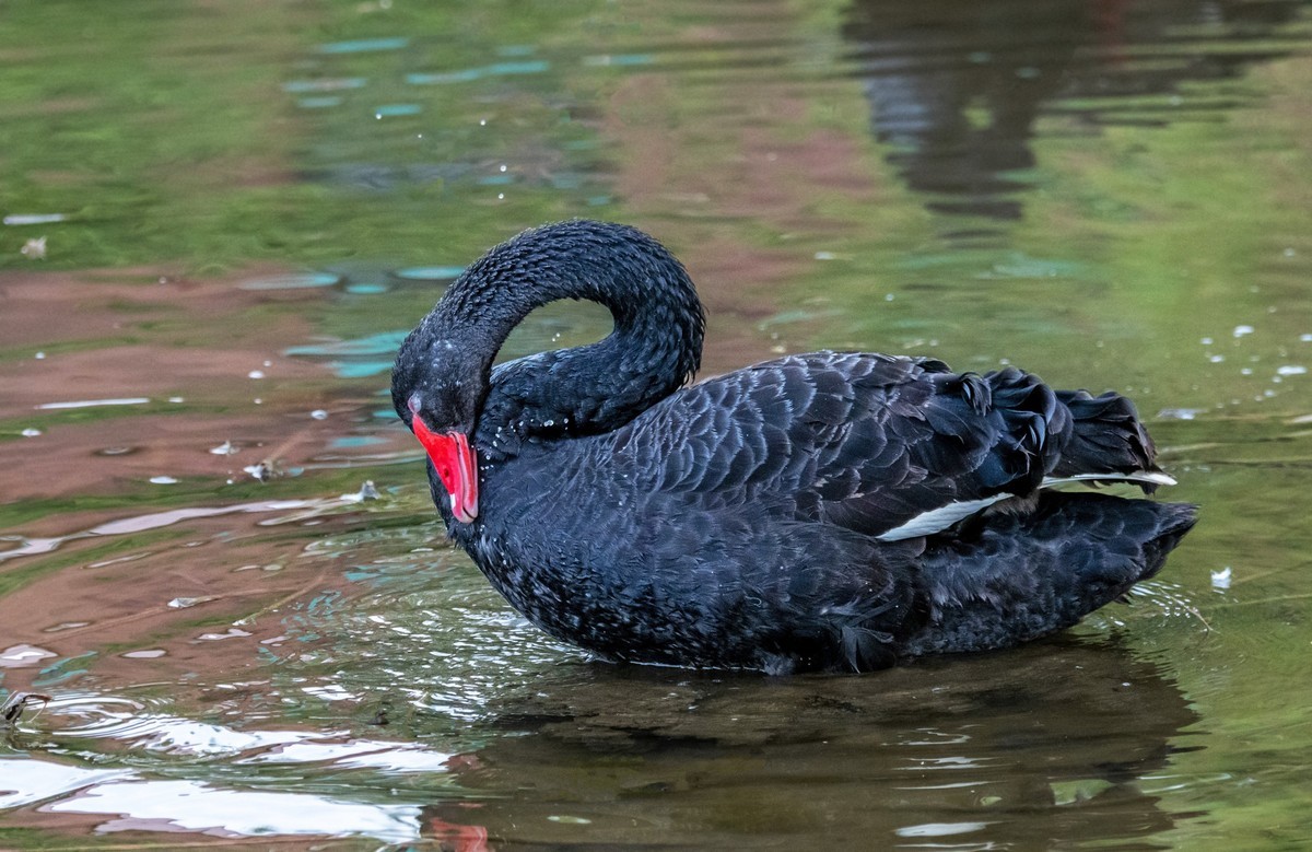 黑天鹅的一家子（十）