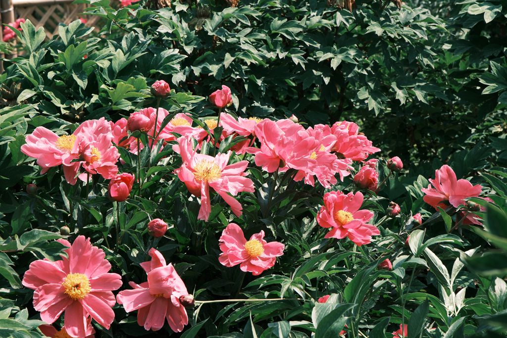 芍药
