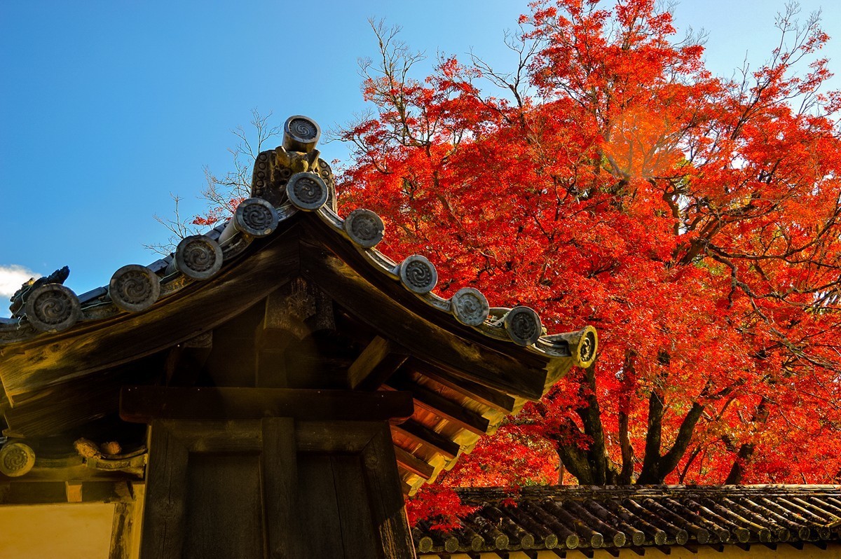 2019年京都东福寺红叶242