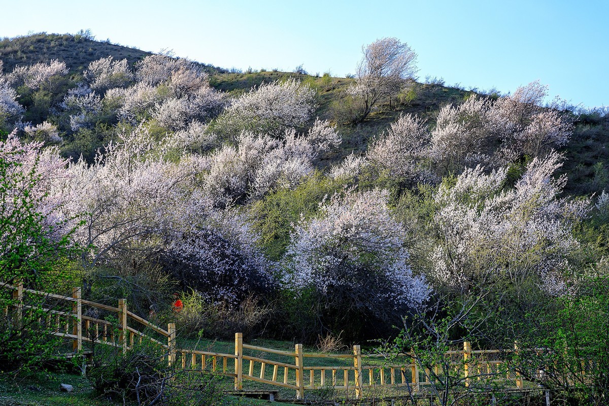 旅游记录：新疆 · 霍城 · 中华福寿山 · 大西沟杏花林（一）