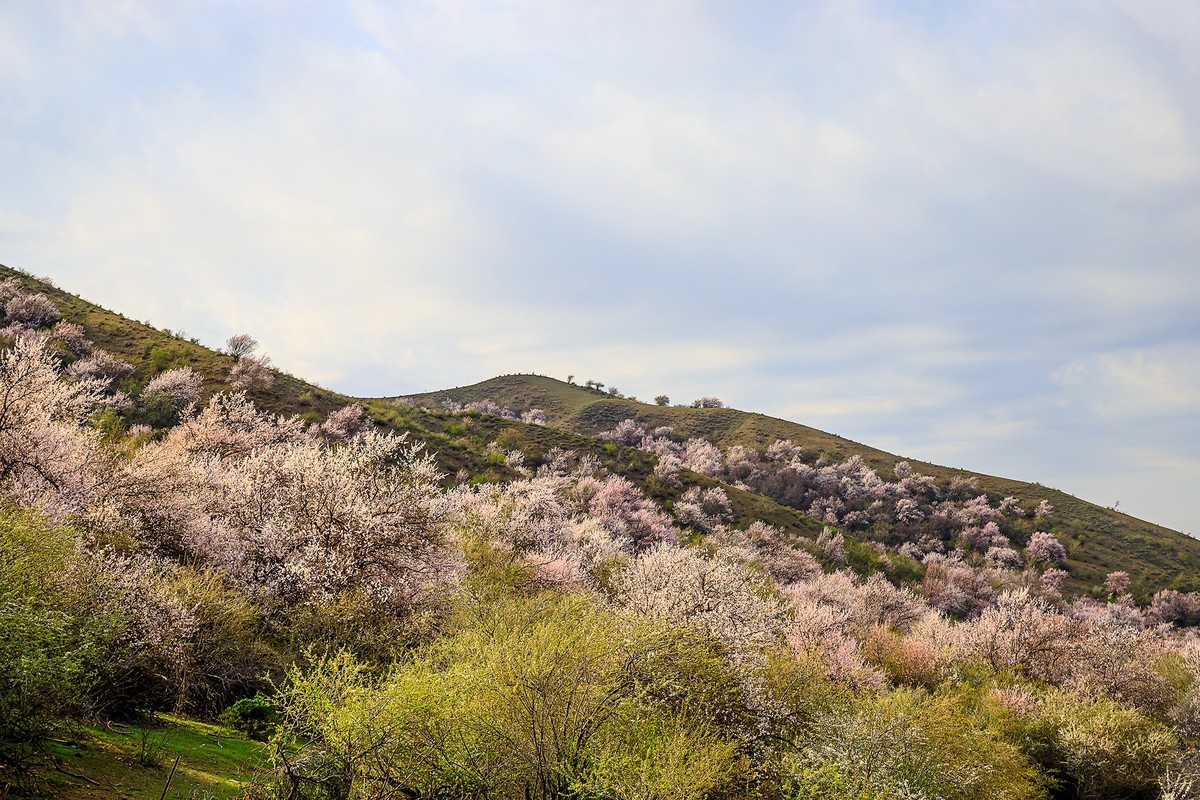 旅游记录：新疆 · 霍城 · 中华福寿山 · 大西沟杏花林（一）