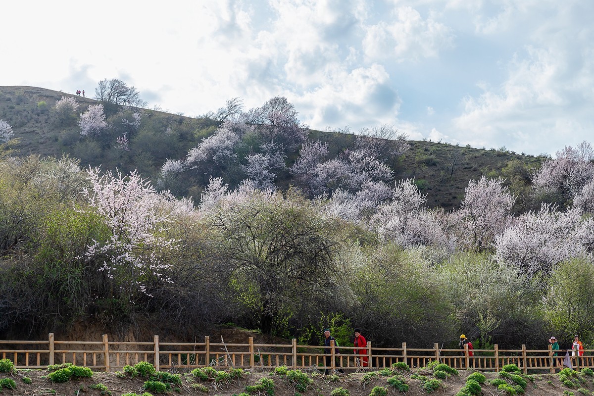 旅游记录：新疆 · 霍城 · 中华福寿山 · 大西沟杏花林（一）